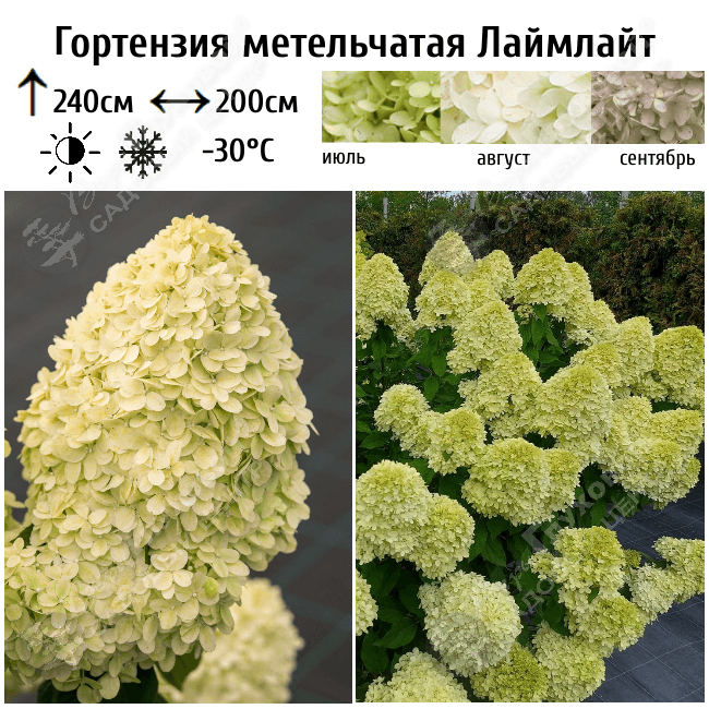 Гортензия метельчатая «Лайм Лайт»